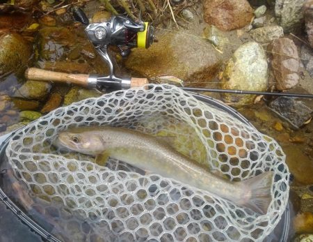 今シーズン初の尺イワナ